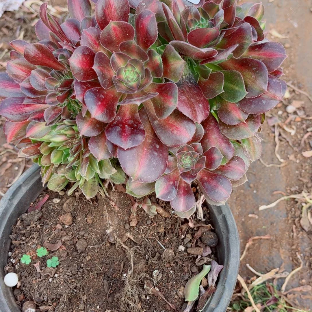 多肉植物474女巫中班