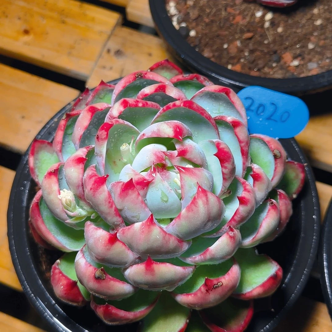 惊鸿仙子一物一拍2020号