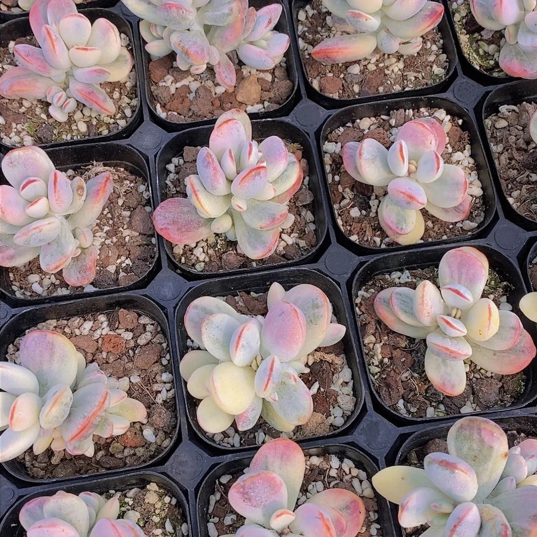 0308-福娘锦单头一颗 量拍