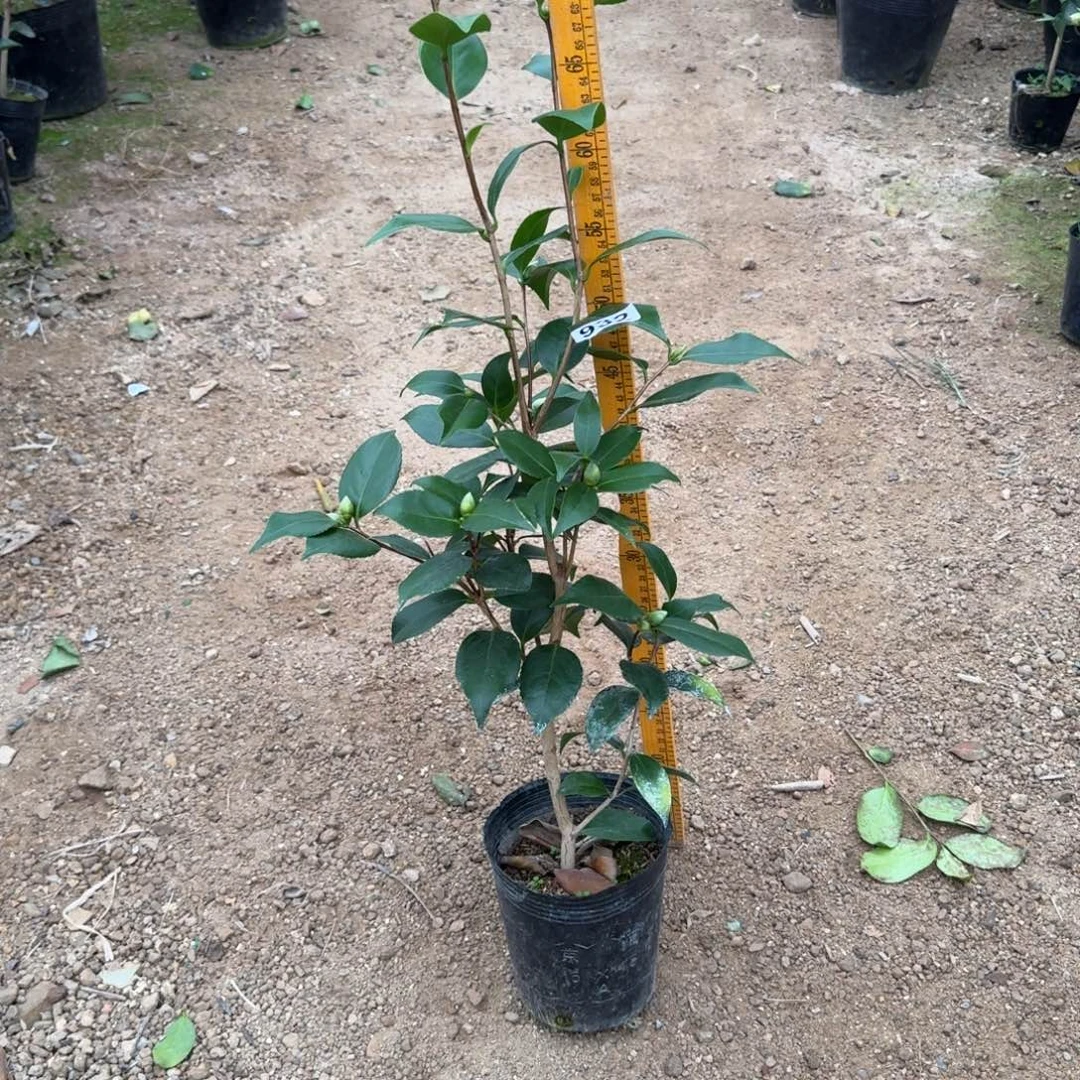 少量花朵（建议范围：2朵-5朵 或40%以下）932抓破