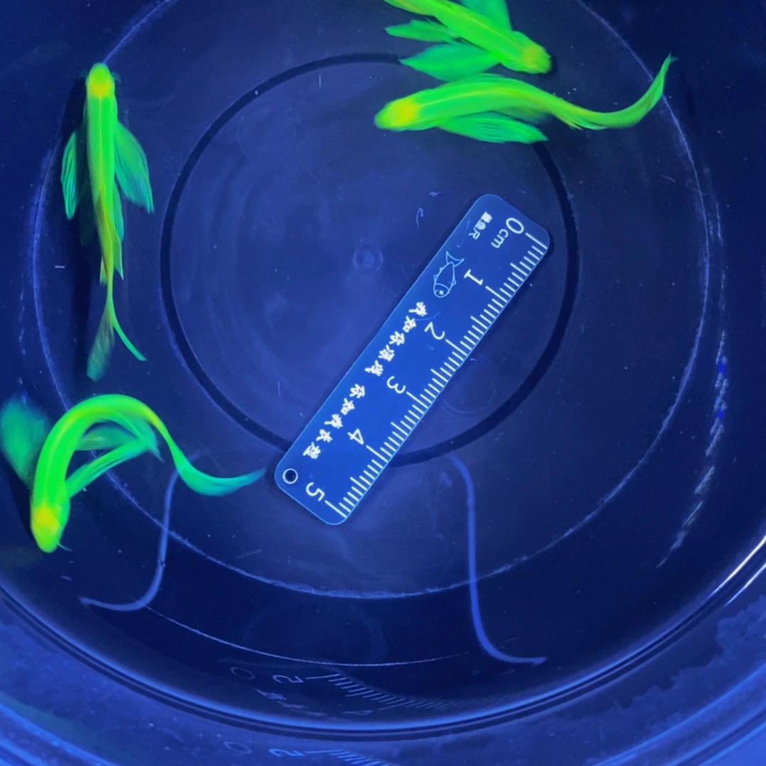斑马鱼蝶翼斑马5条绿色3.5-4厘米