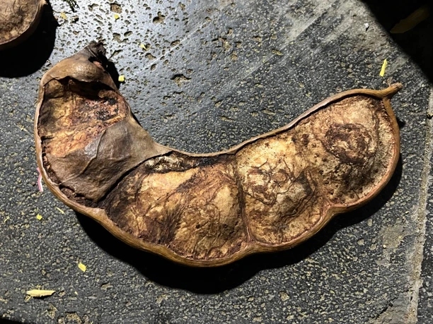 云南高山 过江龙平安豆 藤类植物。