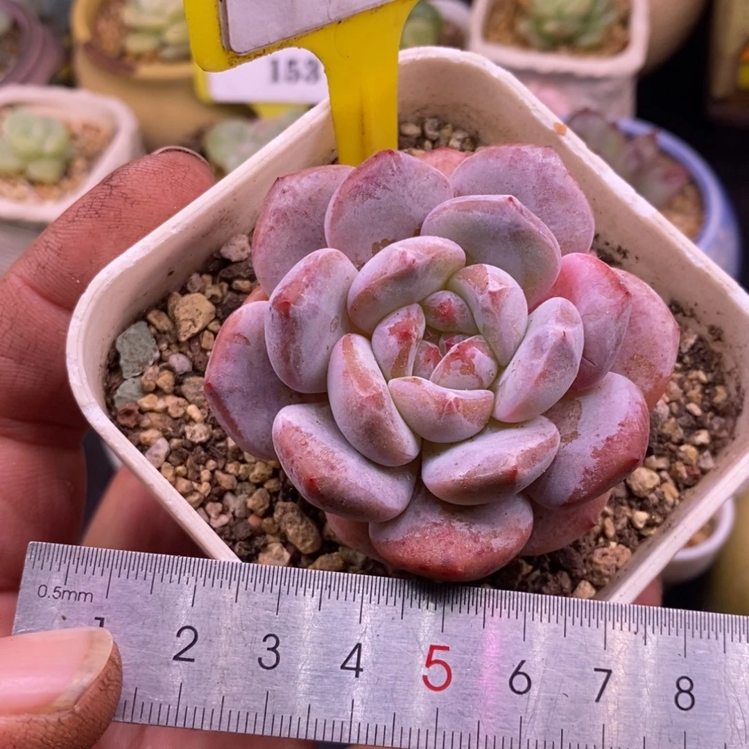 7112精控石榴仔单头…………