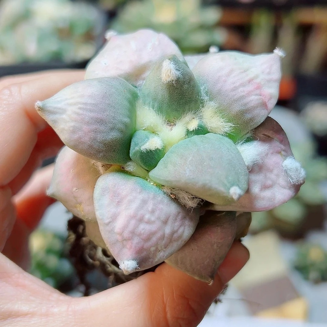 晚11号青瓷粉锦7公分