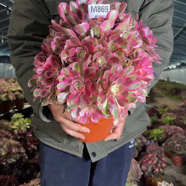 瑞妈，，。。。869布。，