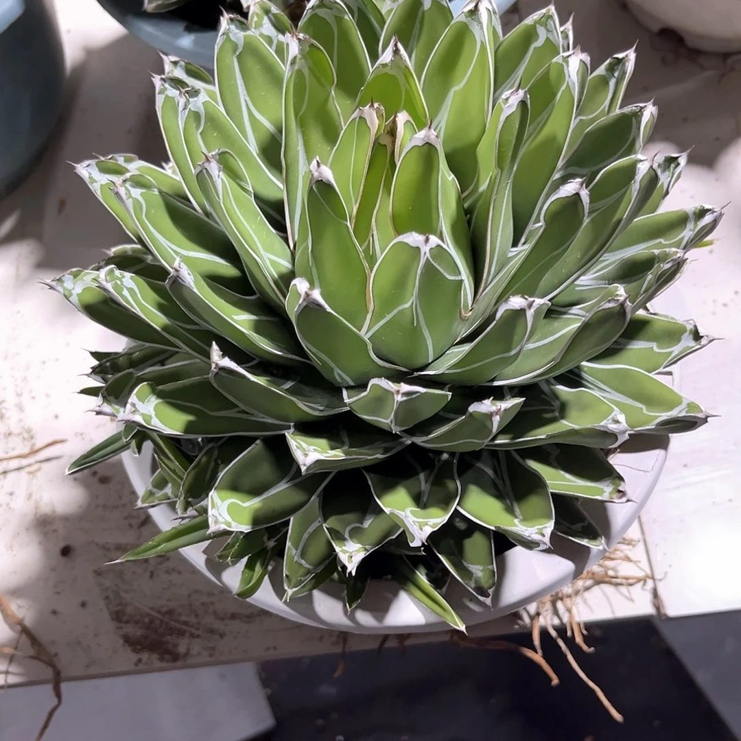 晨屉之雪福利50米