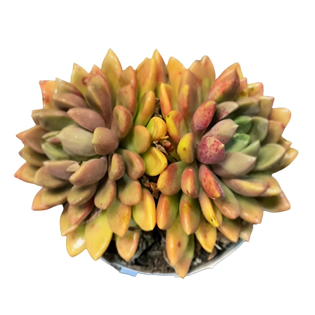 【黄金象牙】（带盆土发货15cm）双头老桩精品盆栽控养造型多肉