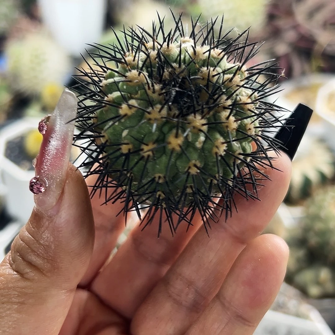 鬼神龙仙人球66666666