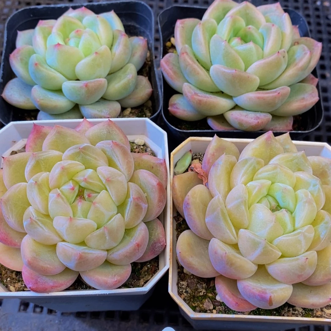 041多肉植物保护研究所所长助理