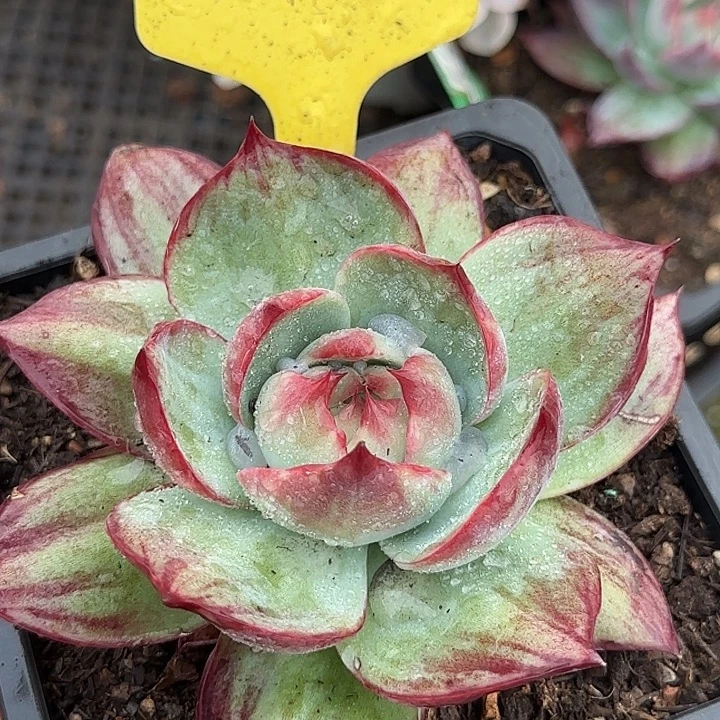 惊鸿一物一拍包装收缩花旱452