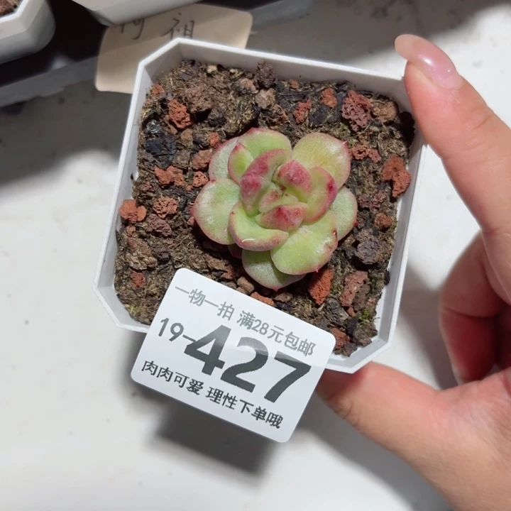 石化黑松露无盆土发货多肉多