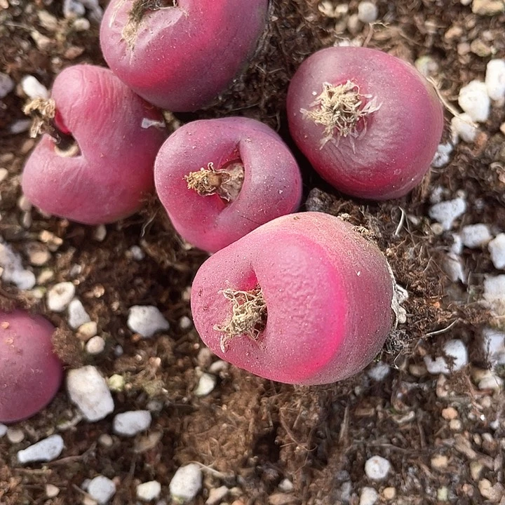 长*315。 五颗毛毛。