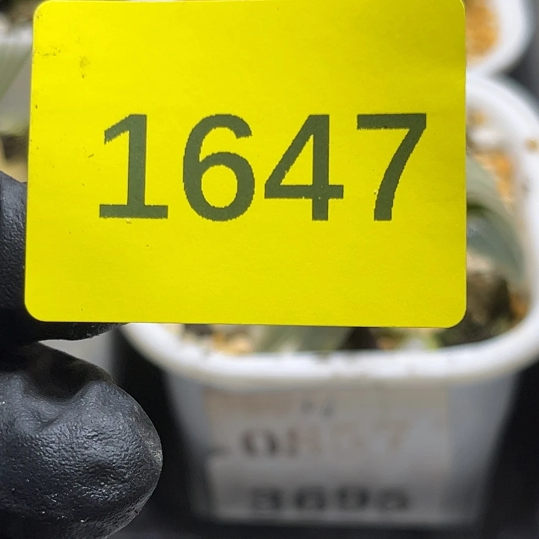 *****十二卷多肉植物1647裸根