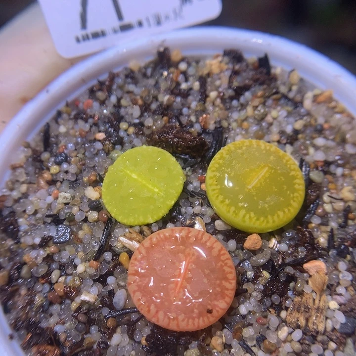 精品生石花224.71