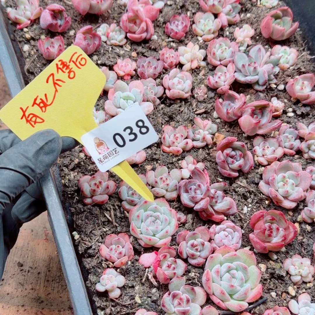 多肉植物多肉植物