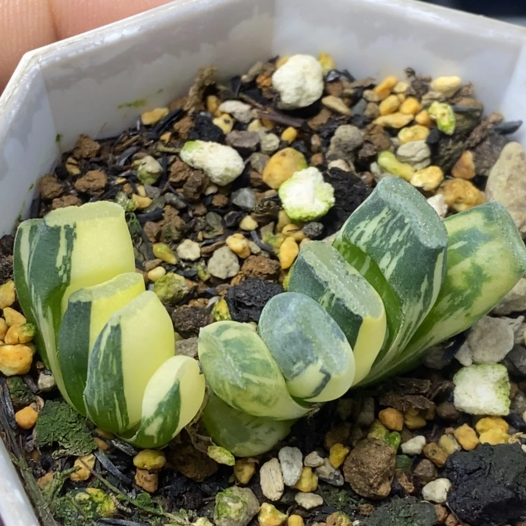 一盆玉扇锦一物一拍