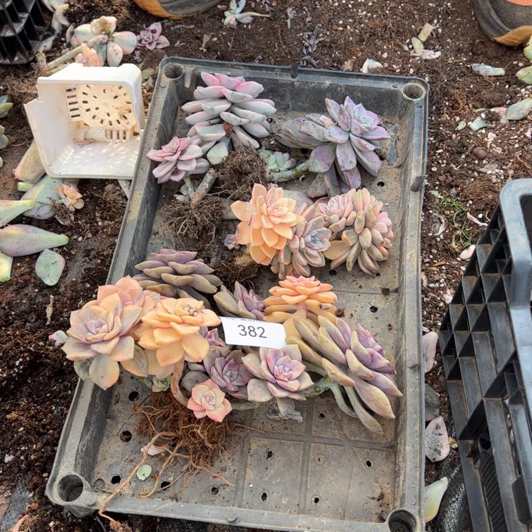 382紫乐锦老桩多肉植物