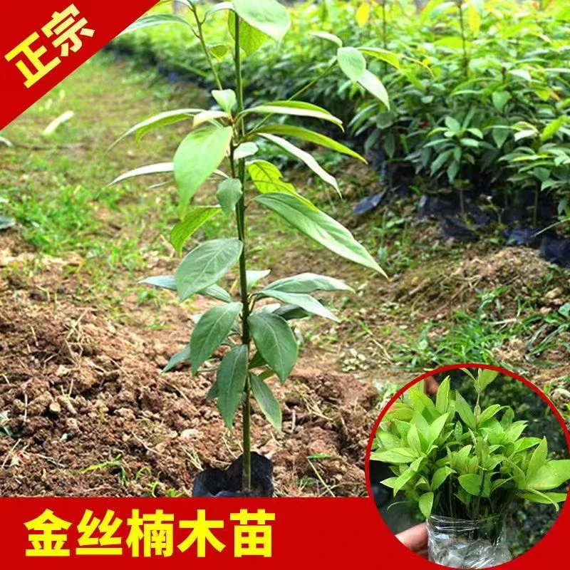 金丝楠木树苗名贵优质正宗金丝楠苗四川小叶桢楠带土常绿耐寒盆栽