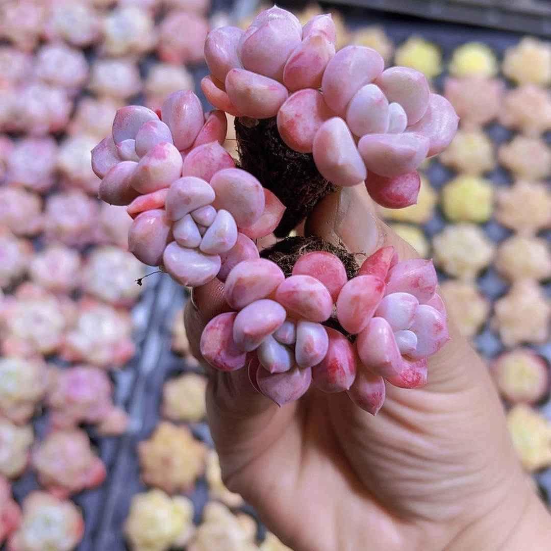 双头老桩花瓣露苗19包邮