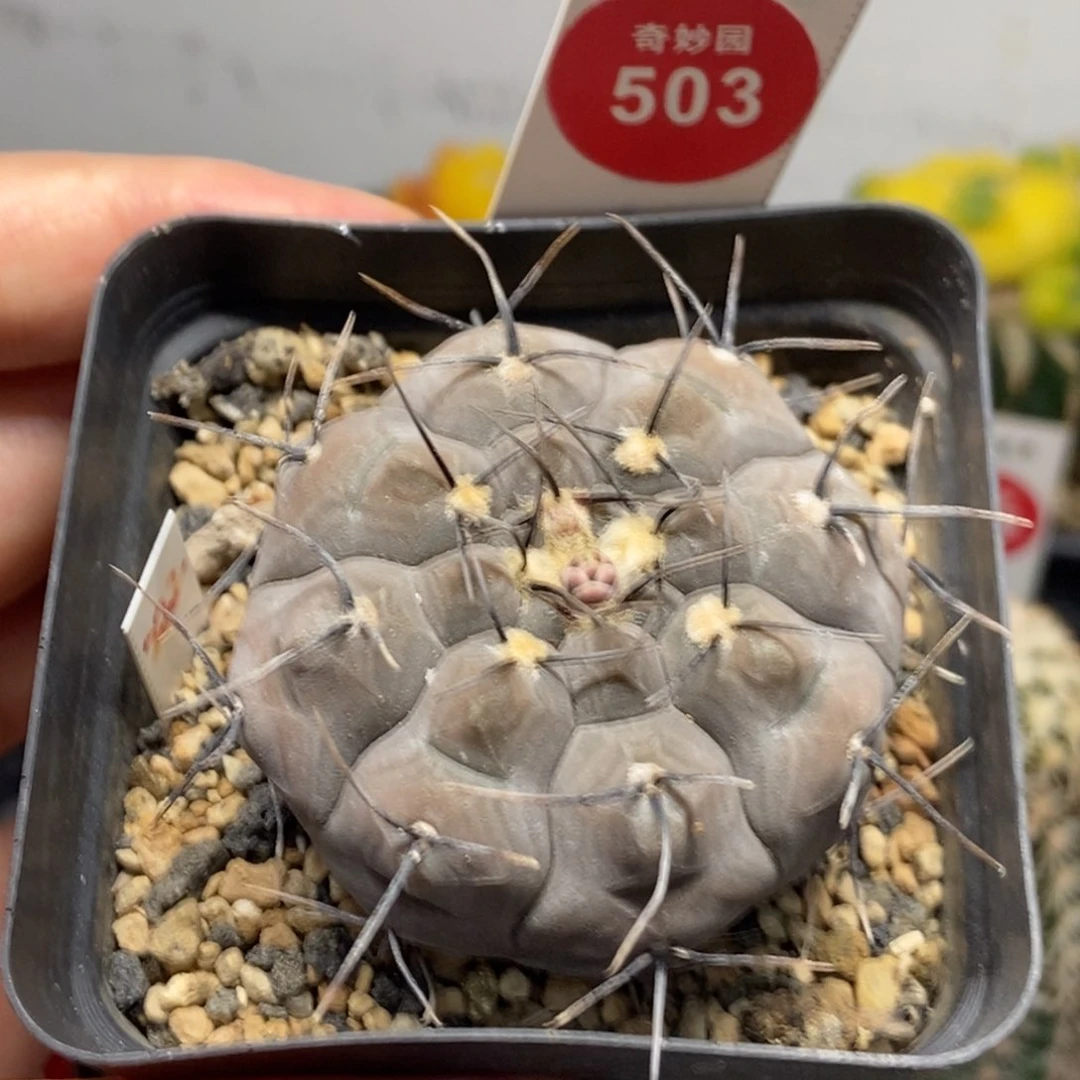 实生上腊黑刺铅皮4.8cm