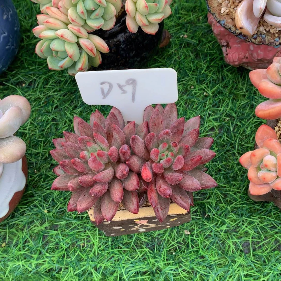 苏***n越迷人读肉植物6262627