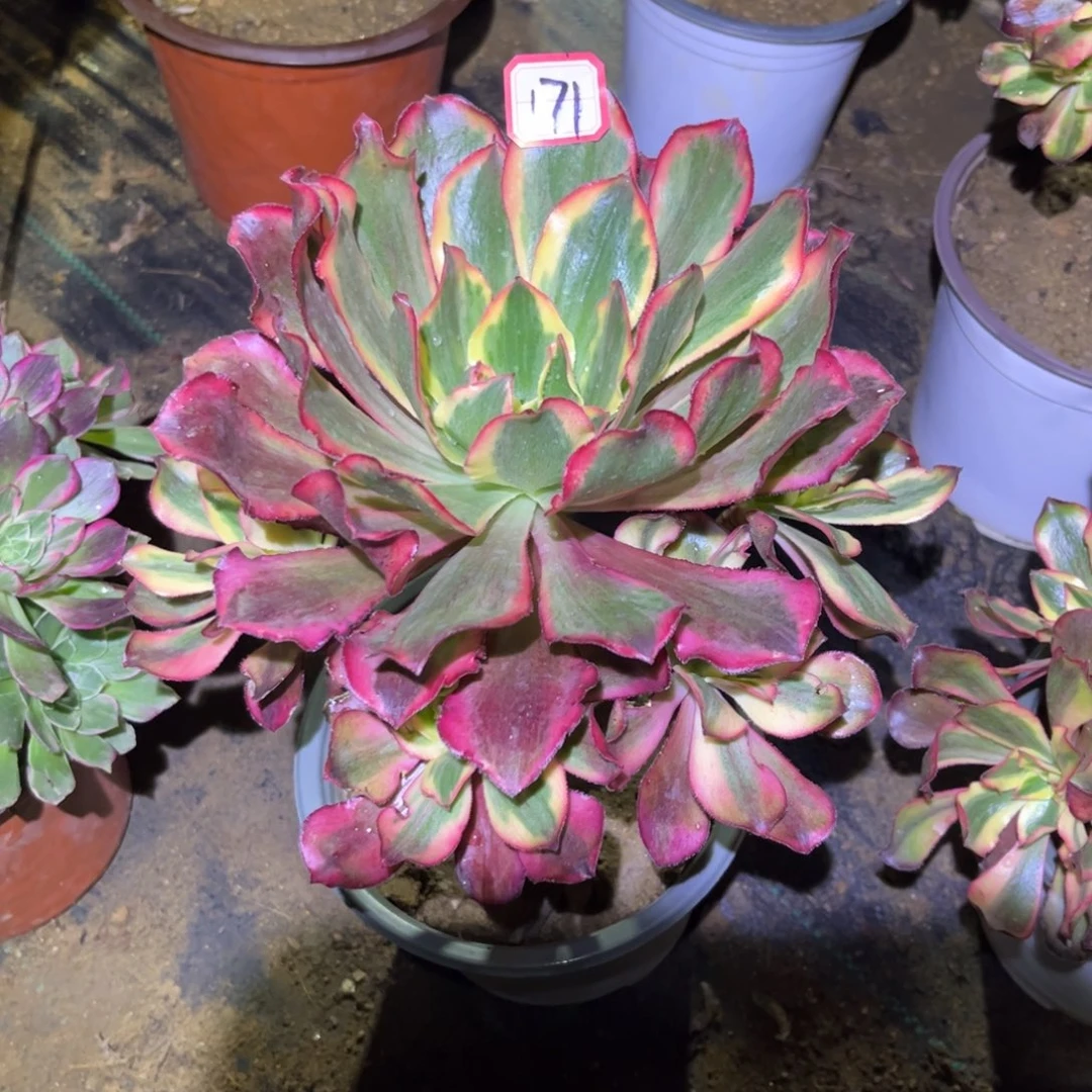 171多肉植物魅影法师