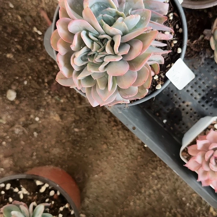 D****i多肉植物满20包邮