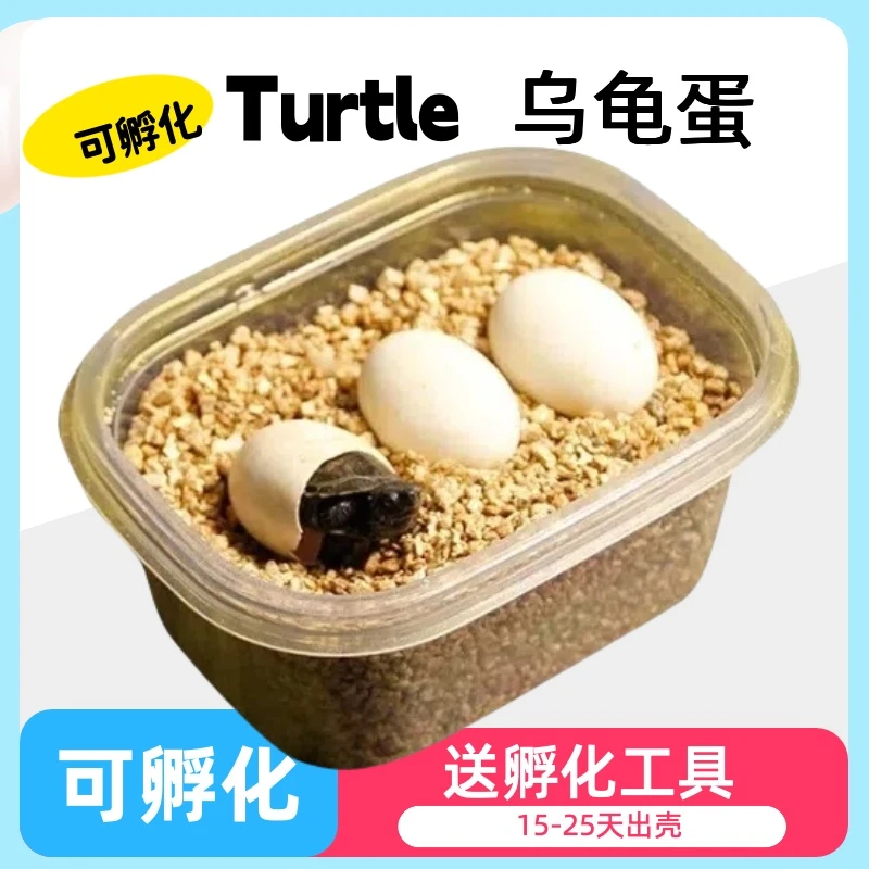 乌龟蛋可孵化DIY套装孵化乌龟蛋受精套装魔盒化器六一儿童节礼物