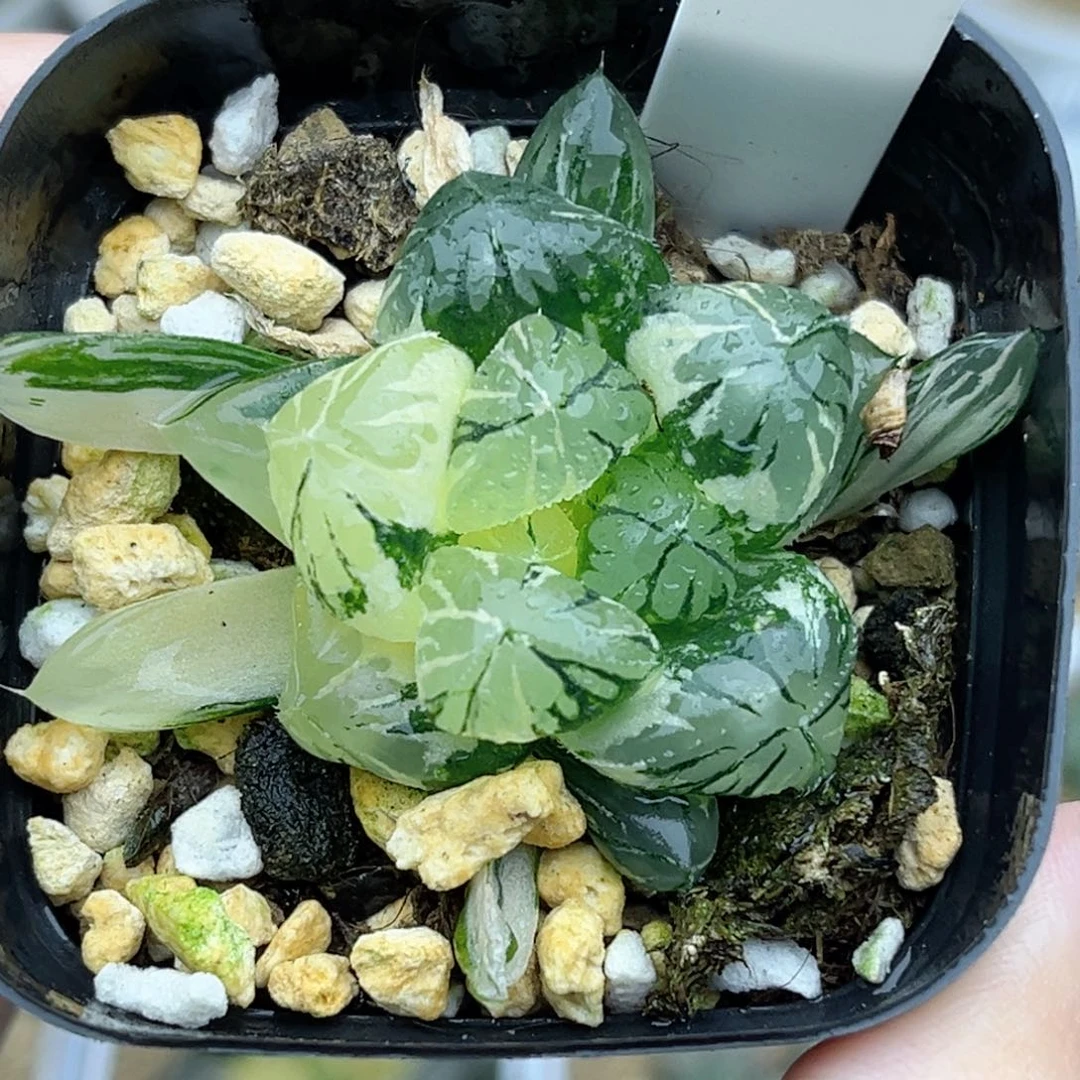 60水晶灯玉露锦福利专场