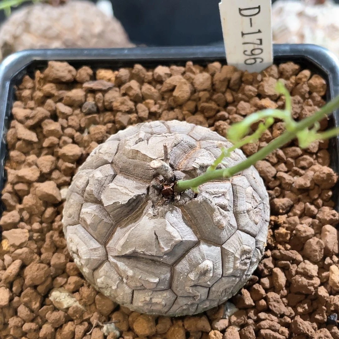 1796号龟甲龙6公分