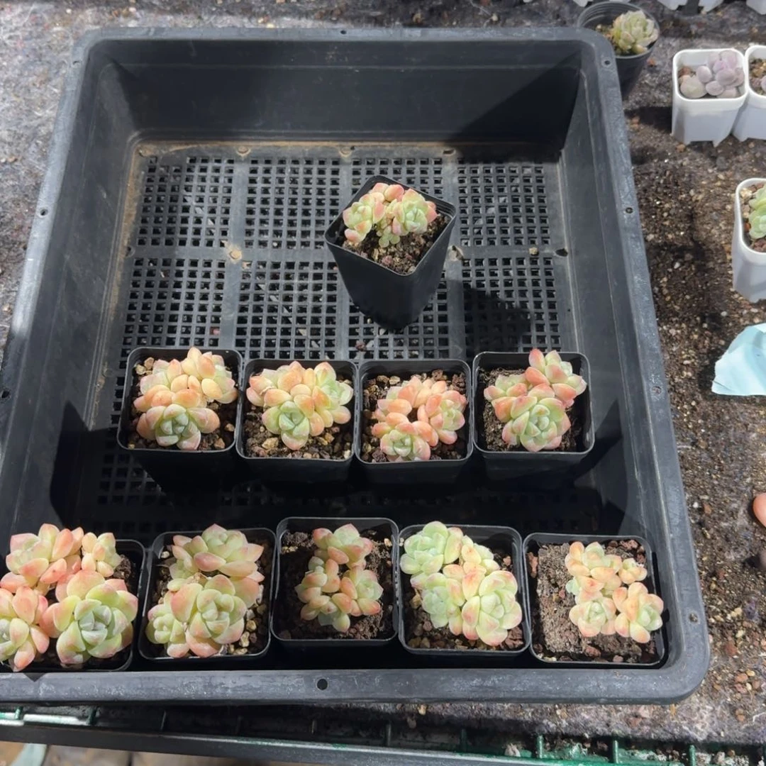 悠然一物一拍专拍链接