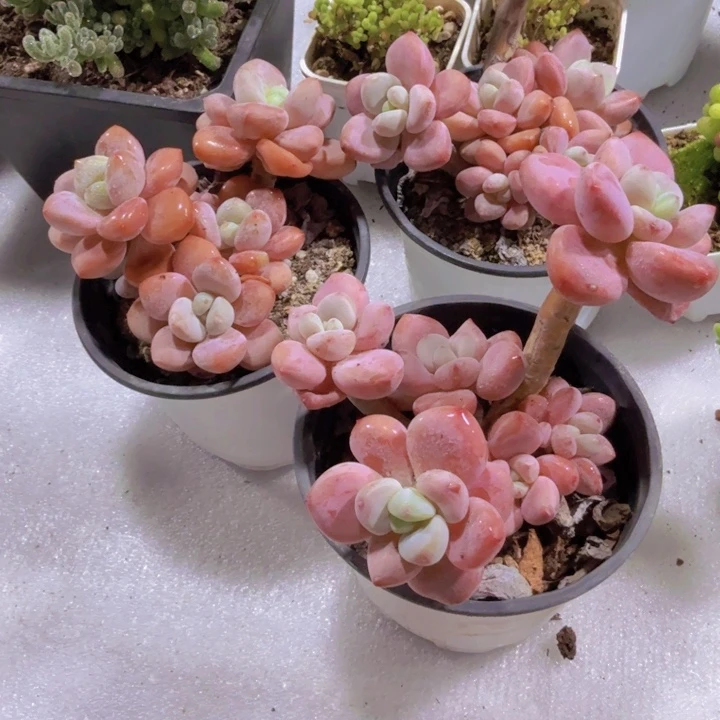 樱花洛神新品一颗