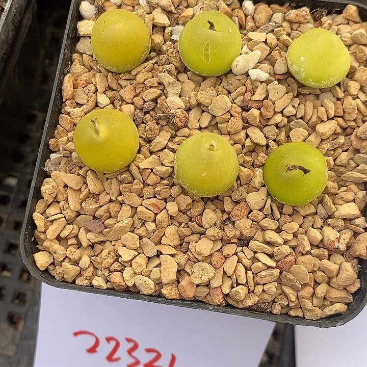 22322。  一颗大葫芦。