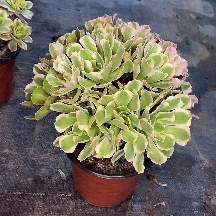 白凤多肉植物066