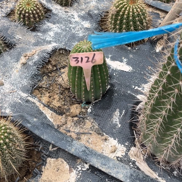 冬***雪河岸毛花柱微瑕3126