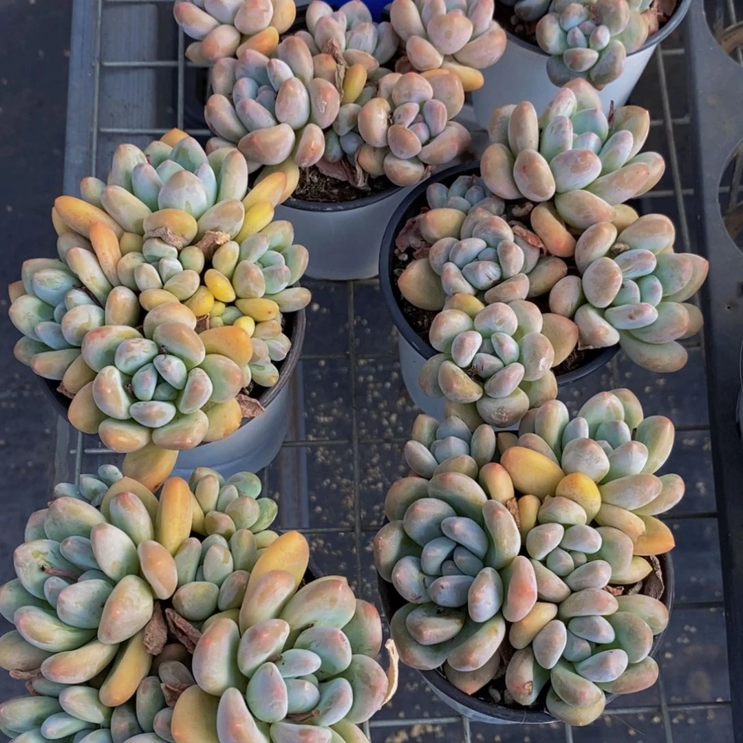 11-精品奶油香水捧花群一个