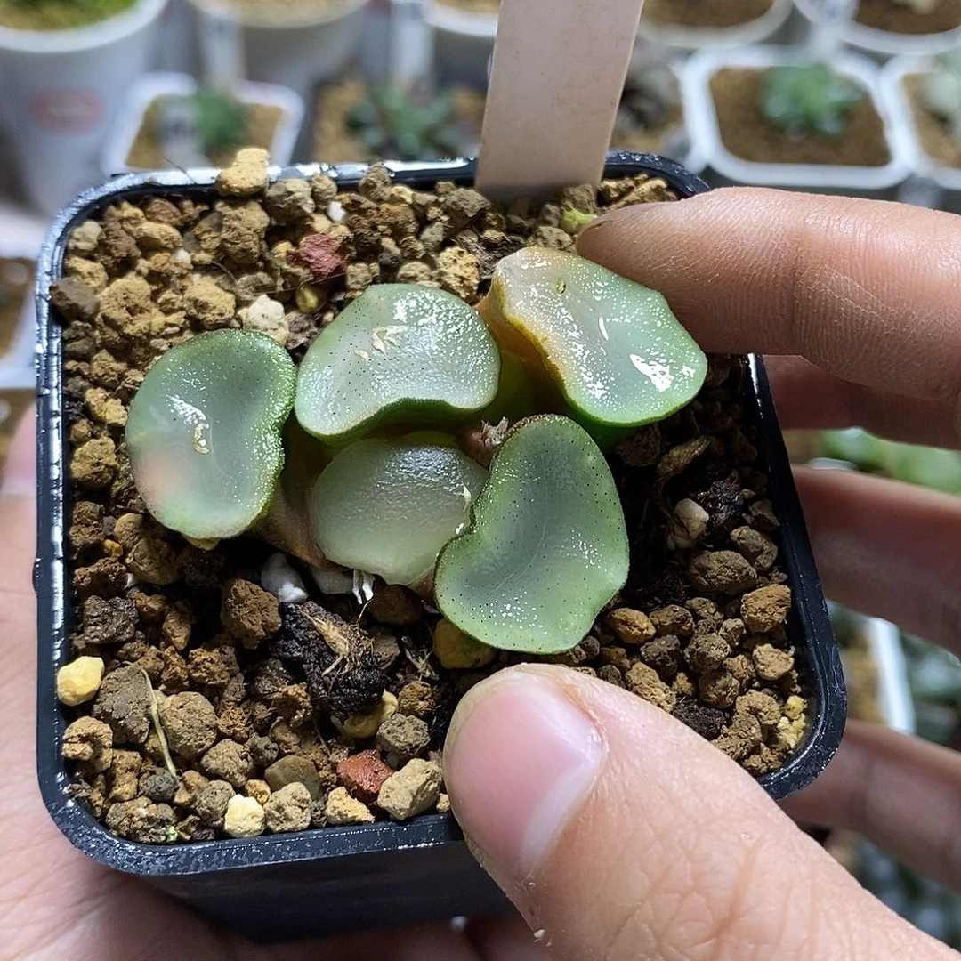 205蓝宝石万象十二