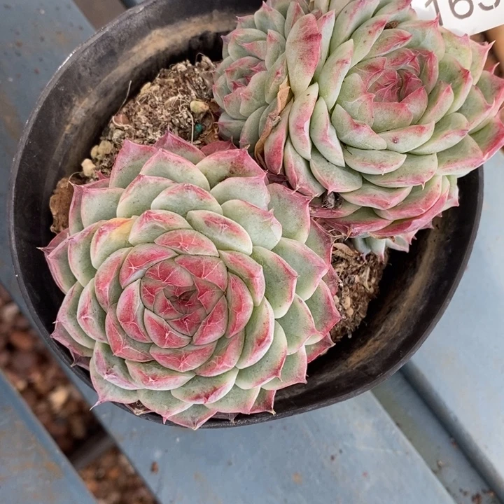 I***s1639散群特～11厘米