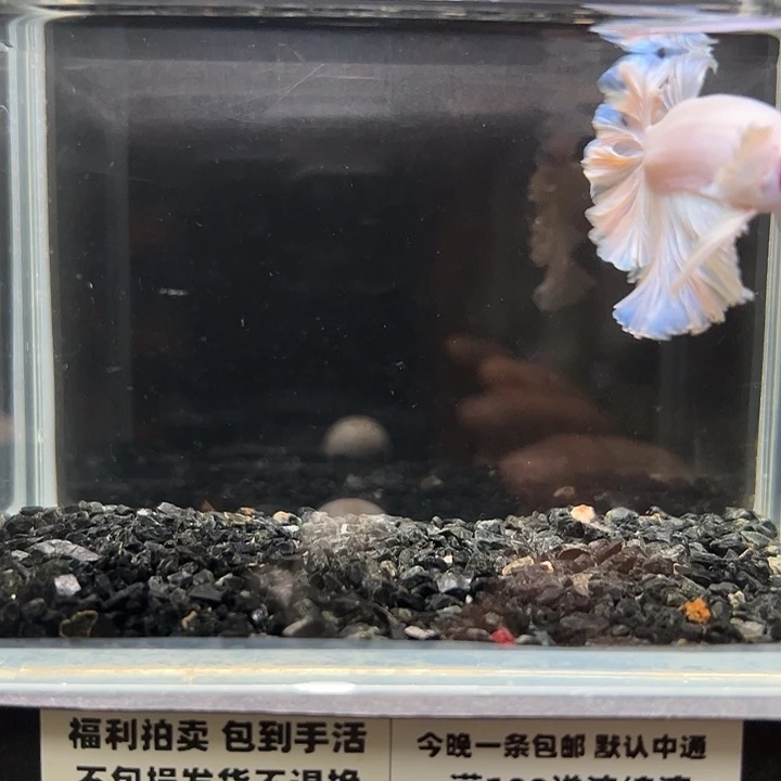 斗鱼竞拍跑单拉黑25日17