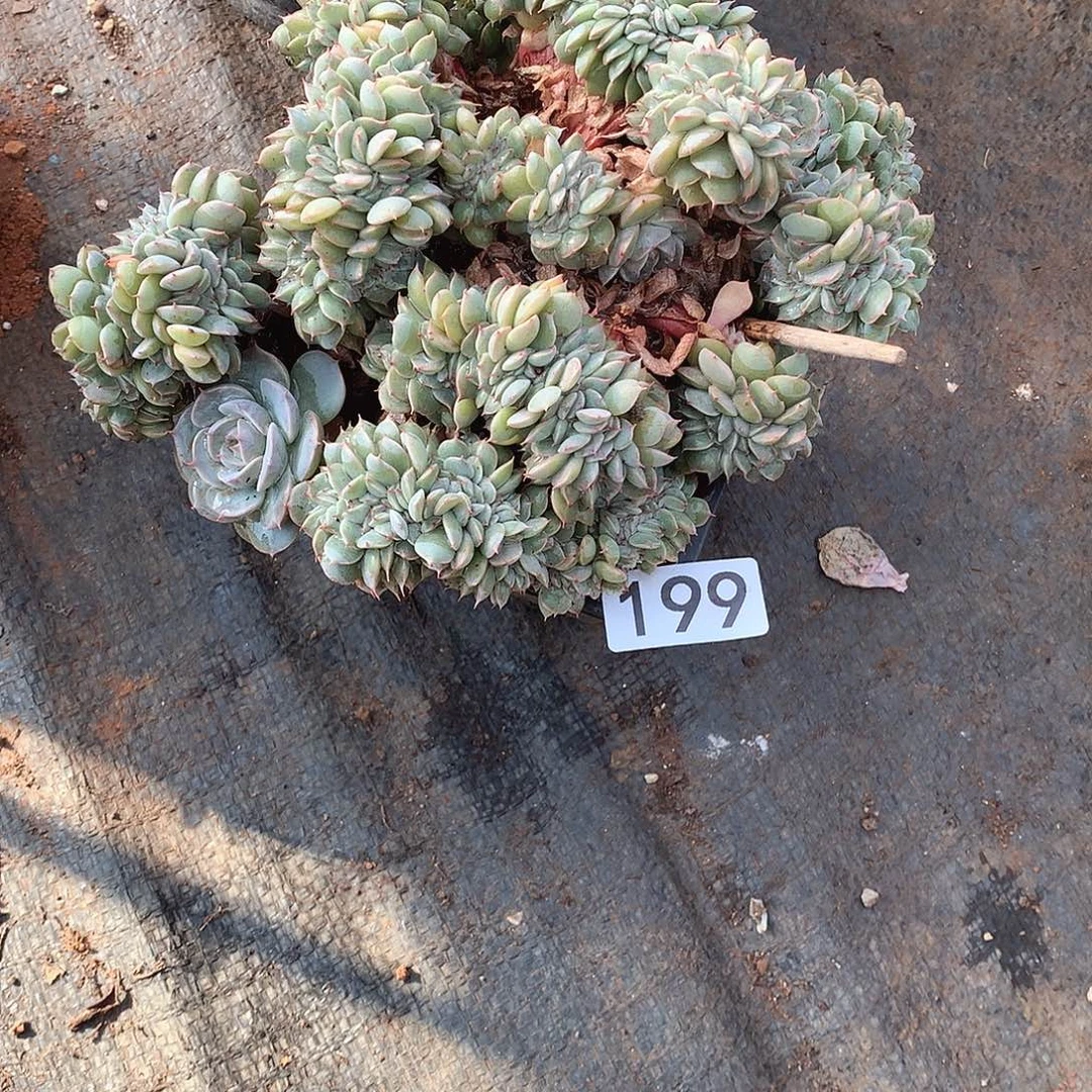 199雪域 一物一拍多肉