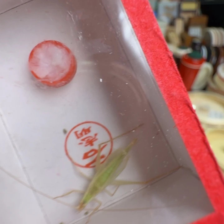 石杂青竹林一只好听