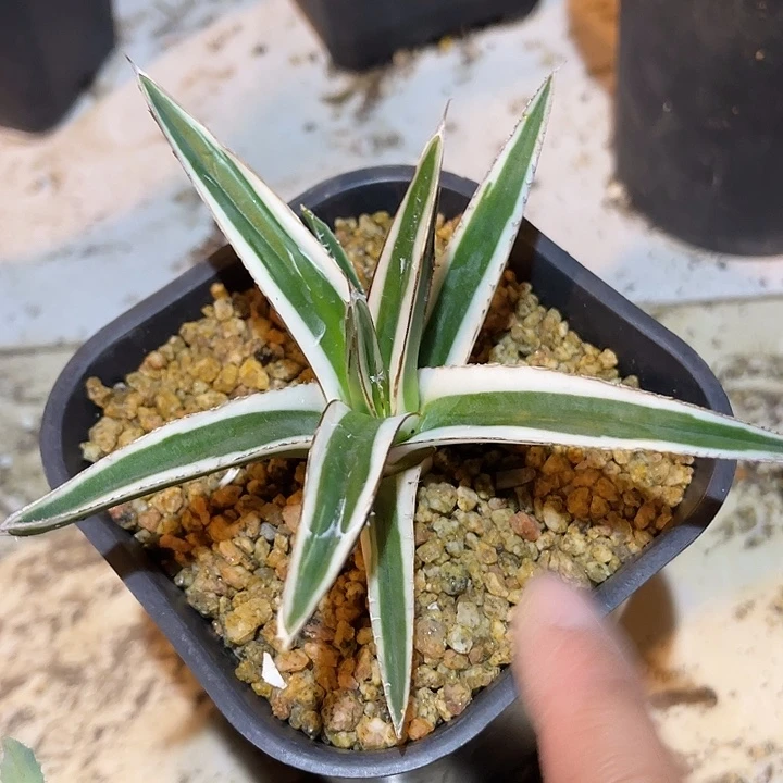 满38包邮2天凑单，脱土晾根发货多肉植物冰山