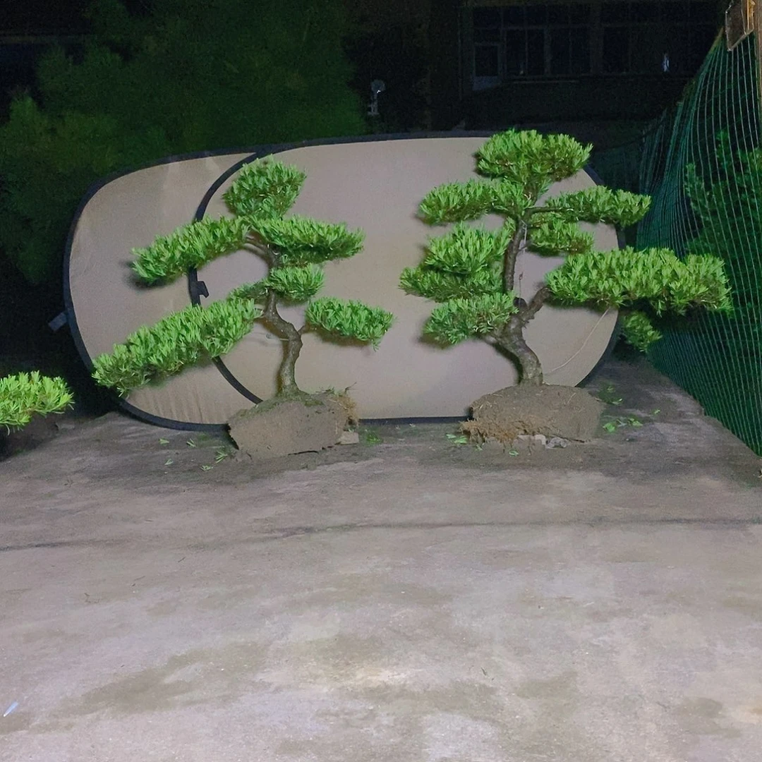 728/2颗小叶雀舌罗汉松