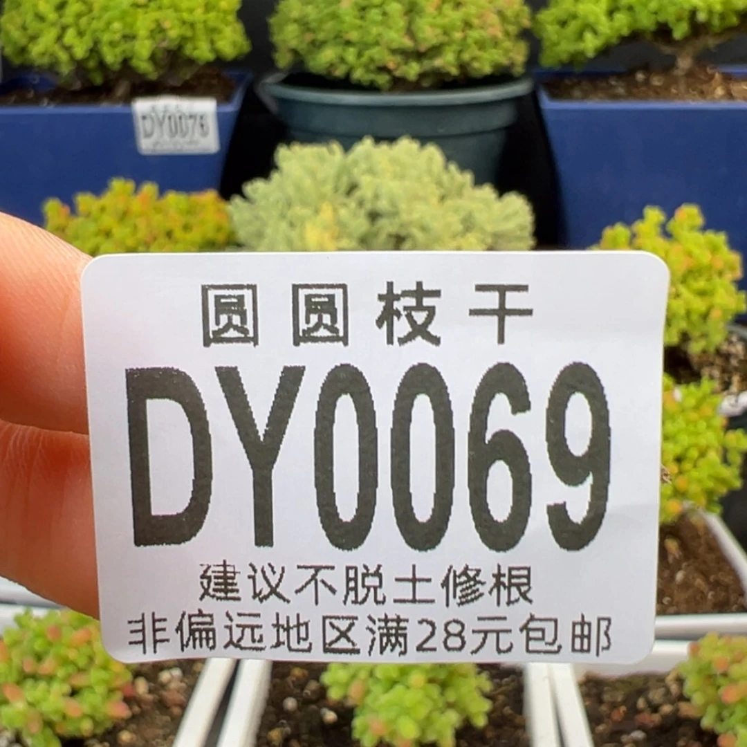 【闪购商品】Z****?dy0069小z预付5