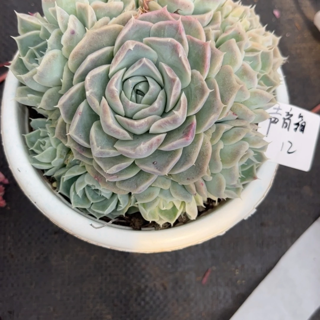 明***箱不知名多肉植物