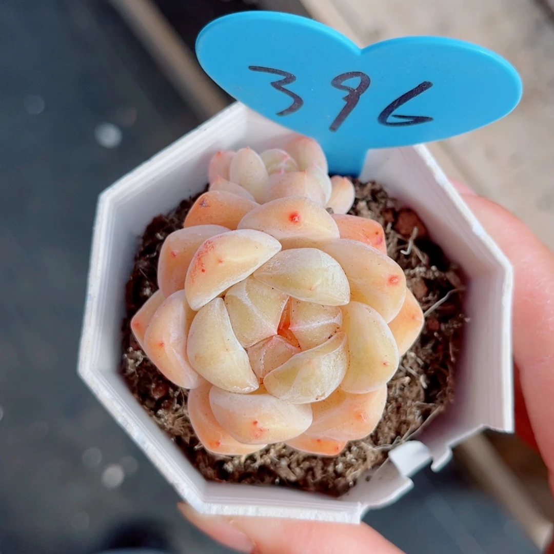 ****犀396号小老桩糖心双头