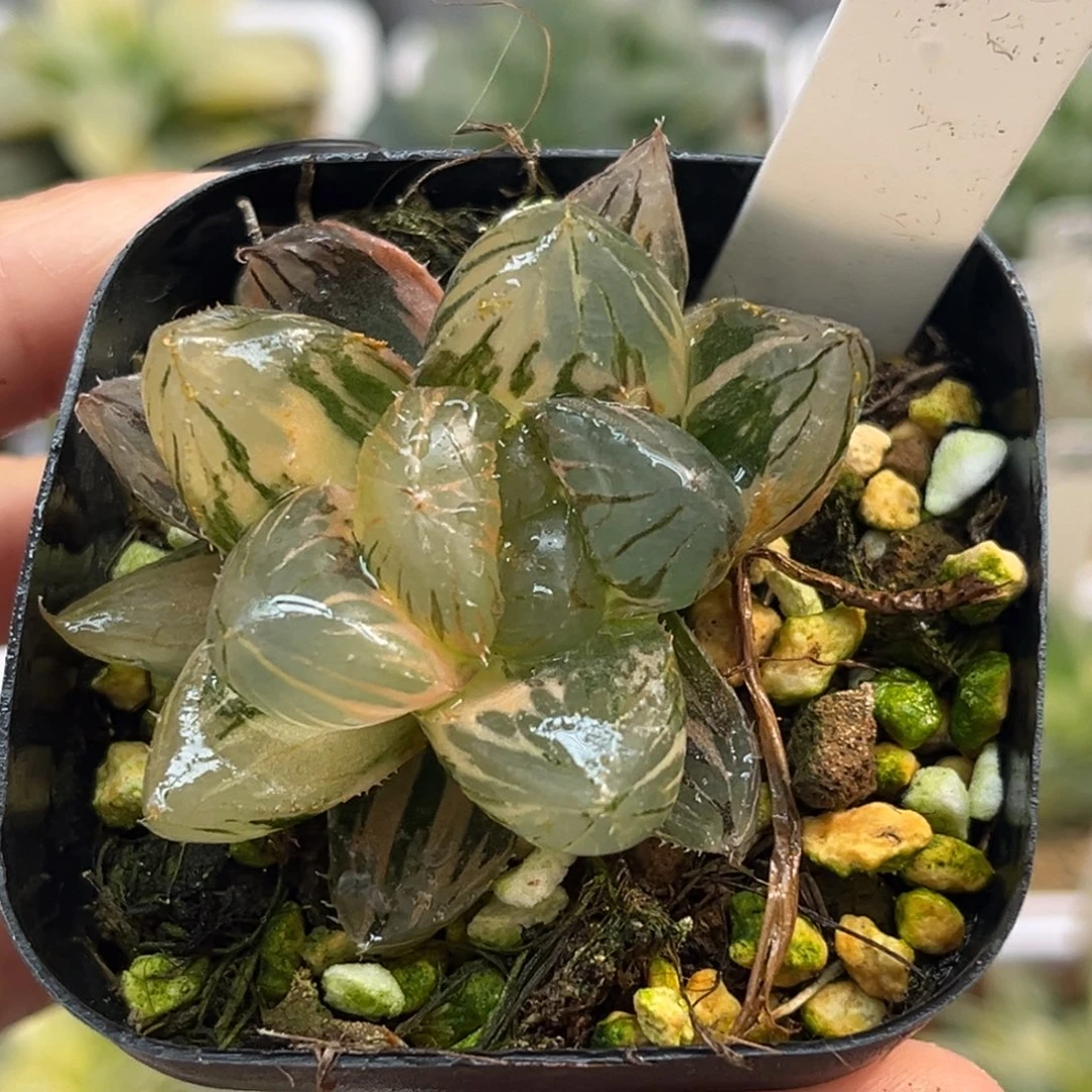 20om玉露锦福利专场