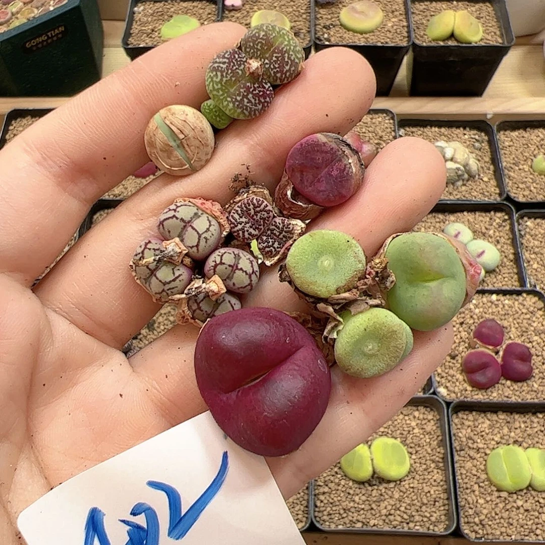 【闪购商品】402 母亲节福利