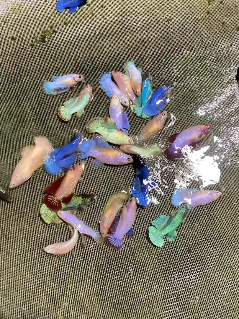 9条母鱼-泰国斗鱼半月母鱼热带观赏鱼（9母/1公7母/2公5母，3-3.5cm