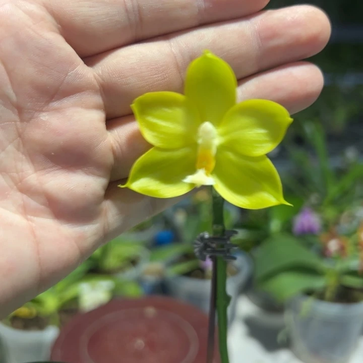 大部分开放少量花苞米米罗绿梦和白和明月3.0寸带花苞浓香